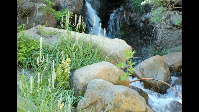 Cascade on Caribou Road with orchids and lilies