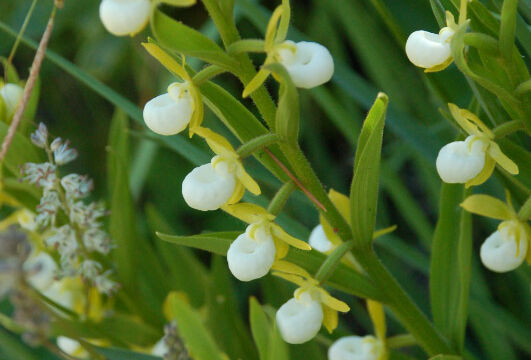 Cypripedium californicum California Lady's Slipper, Cypripedium californicum