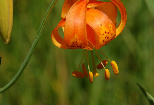 Lilium pardalinum California Tiger Lily, Lilium pardalinum