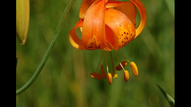 Lilium pardalinum California Tiger Lily, Lilium pardalinum