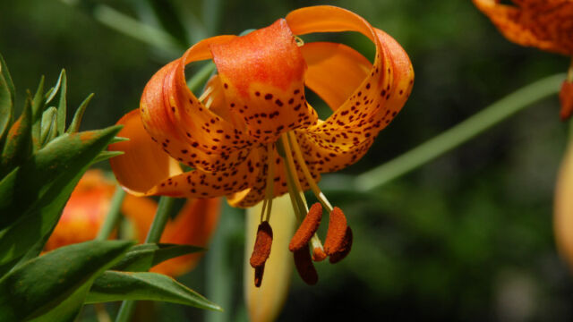 Lilium pardalinum California Tiger Lily, Lilium pardalinum