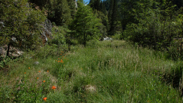 Meadow by Caribou Road
