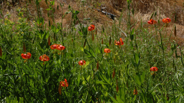 Meadow with Tiger Lilies California Tiger Lily
