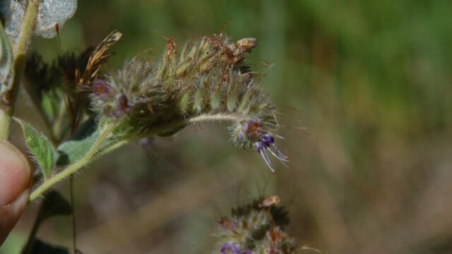 Phacelia humilis Low Phacelia, Phacelia humilis