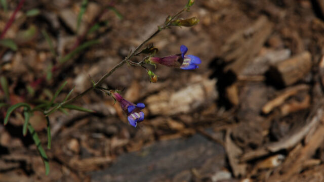 Penstemon laetus Mountain Blue Penstemon, Penstemon laetus