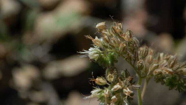 Phacelia cicutaria Caterpillar Phacelia, Phacelia cicutaria