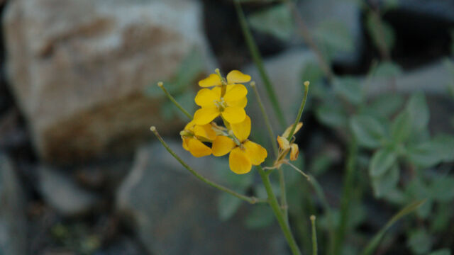 Erysimum capitatum Western Wallflower, Erysimum capitatum
