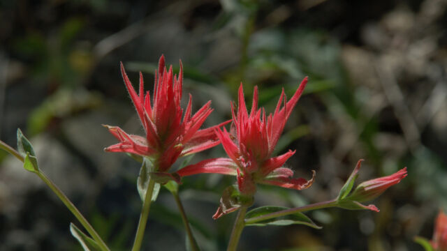Castilleja miniata ssp. miniata Scarlet Indian Paintbrush, Castilleja miniata ssp. miniata