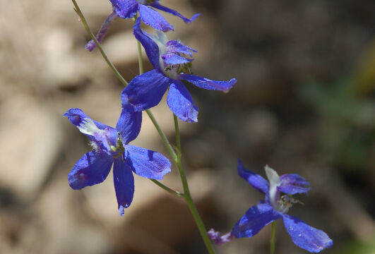 Delphinium nuttallianum Nuttall's Larkspur, Delphinium nuttallianum