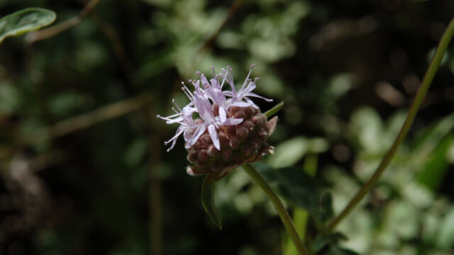 Monardella odoratissima Mountain Pennyroyal, Monardella odoratissima