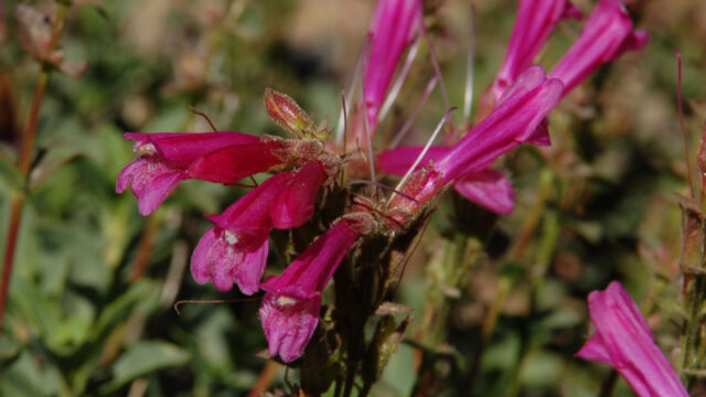 Penstemon newberryi Mountain Pride, Penstemon newberryi