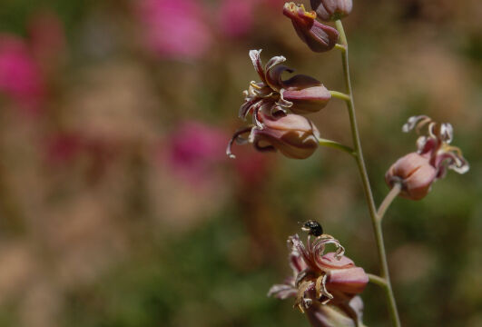 Streptanthus tortuosus Mountain Jewelflower, Streptanthus tortuosus
