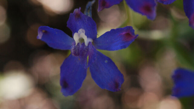 Delphinium nuttallianum Nuttall's Larkspur, Delphinium nuttallianum