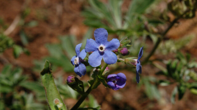 Hackelia velutina Velvet Stickseed, Hackelia velutina