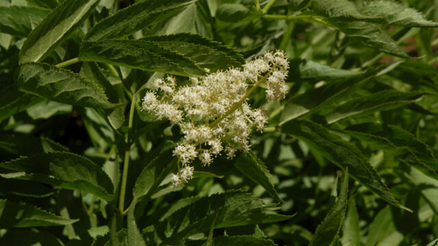 Sambucus nigra Elderberry, Sambucus nigra