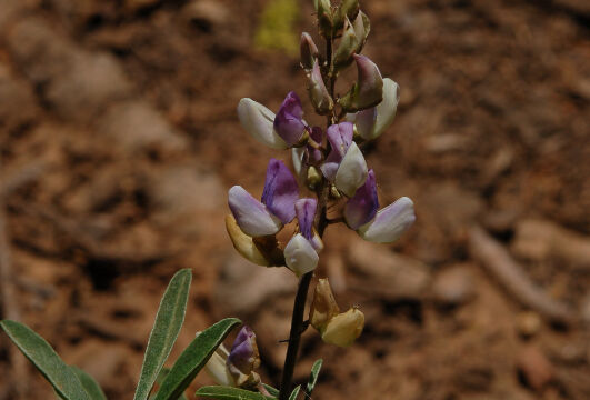 Lupinus sp