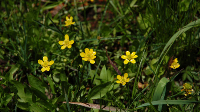 Ranunculus californicus California Buttercup, Ranunculus californicus
