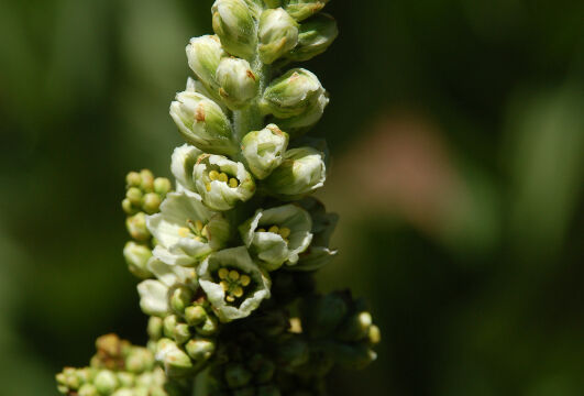 Veratrum californicum California Corn-Lily, Veratrum californicum