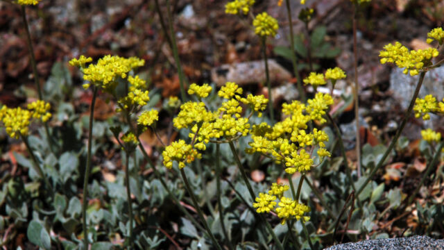 Eriogonum umbellatum Sulphur Buckwheat, Eriogonum umbellatum