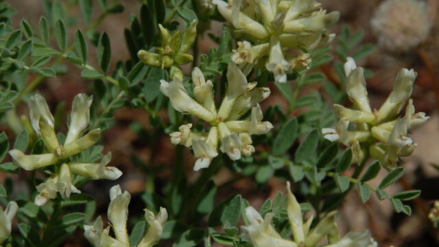 Astragalus bolanderi Bolander's milkvetch, Astragalus bolanderi