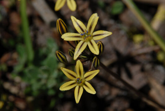 Triteleia ixioides Pretty Face, Triteleia ixioides