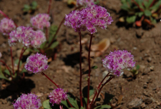 Calyptridium umbellatum Pussypaws, Calyptridium umbellatum
