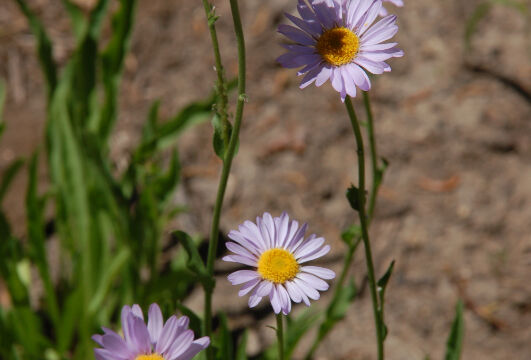 Erigeron peregrinus Wandering Daisy, Erigeron peregrinus