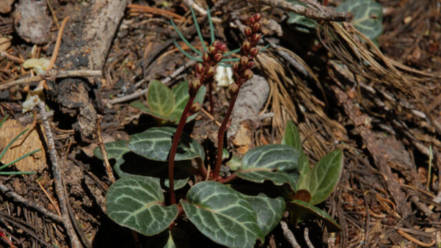 Pyrola picta Whitevein Wintergreen, Pyrola picta