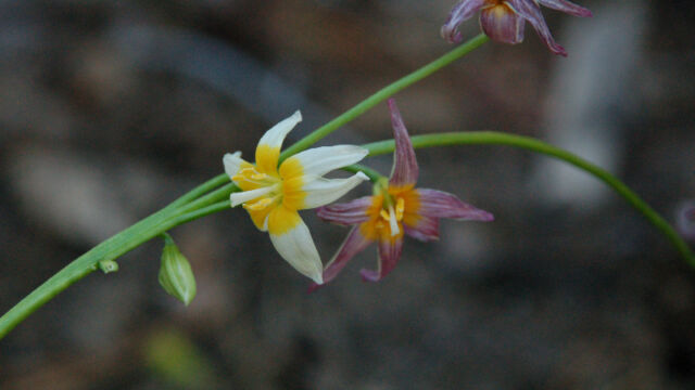 Erythronium purpurascens Plainleaf Fawn Lily, Erythronium purpurascens