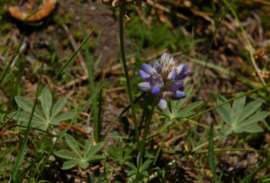Lupinus sp.