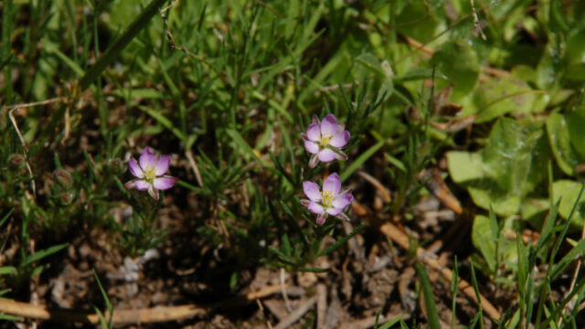 Spergularia rubra Red Sandspurry, Spergularia rubra