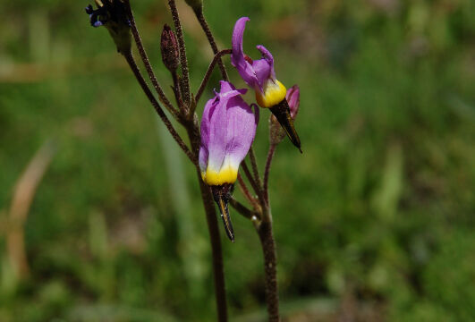 Primula alpinum Alpine Shooting Star, Primula alpinum