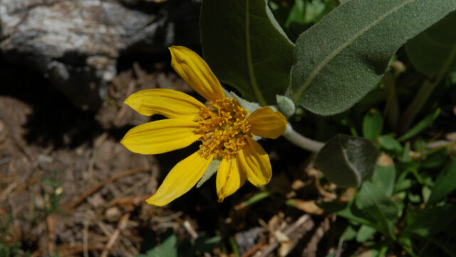 Wyethia sp. Mule ears, Wyethia sp.