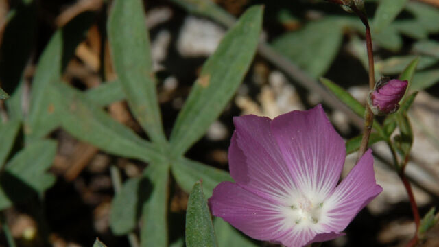 Sidalcea glaucescens Waxy Checkerbloom, Sidalcea glaucescens