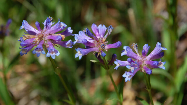 Penstemon rydbergii Meadow Penstemon, Penstemon rydbergii