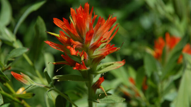 Castilleja sp. Paintbrush, Castilleja sp.