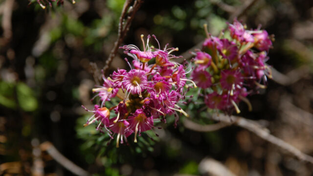 Phyllodoce brewerii Mountain Heather, Phyllodoce brewerii
