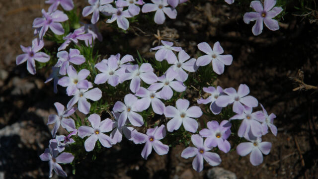 Phlox diffusa Spreading Phlox, Phlox diffusa