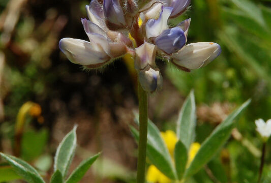 Lupinus breweri Brewer's Lupine, Lupinus breweri