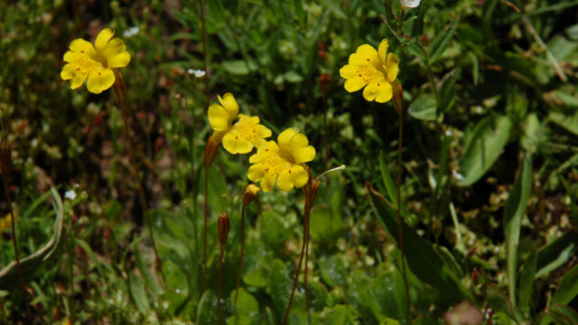 Mimulus primuloides Primrose Monkeyflower, Mimulus primuloides