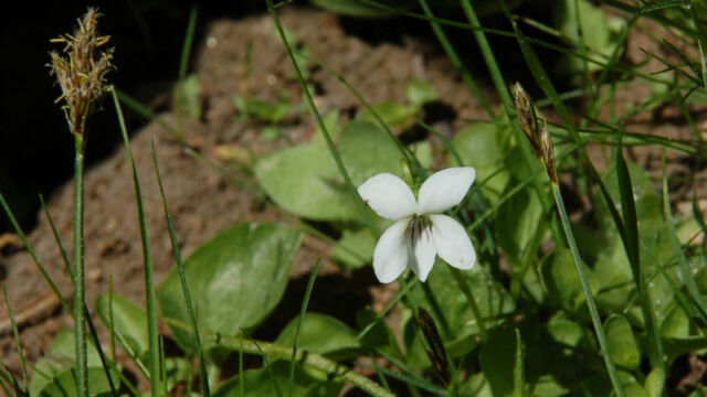 Viola macloskeyi Macloskey's Violet, Viola macloskeyi