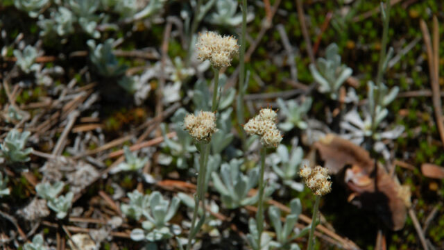 Antennaria sp. Pussytoes, Antennaria sp.