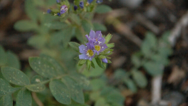 Polemonium occidentale Jacob's Ladder, Polemonium occidentale