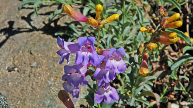 Penstemon azureus Azure Penstemon, Penstemon azureus