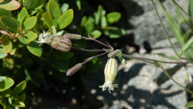 Silene douglasii Douglas Catchfly, Silene douglasii