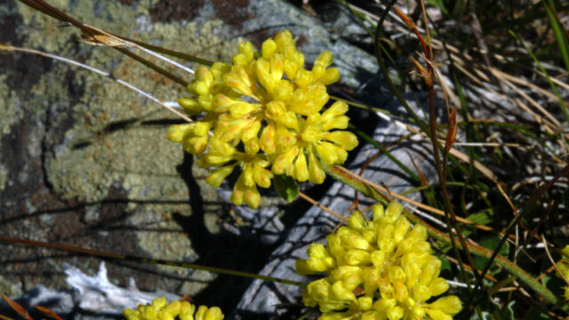 Eriogonum umbellatum Sulphur Buckwheat, Eriogonum umbellatum