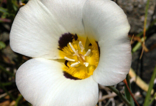 Calochortus leichtlinii Leichtlin's Mariposa Lily, Calochortus leichtlinii