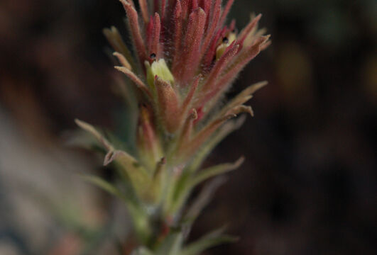 Castilleja pilosa Parrothead Paintbrush, Castilleja pilosa