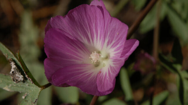 Sidalcea glaucescens Waxy Checkerbloom, Sidalcea glaucescens