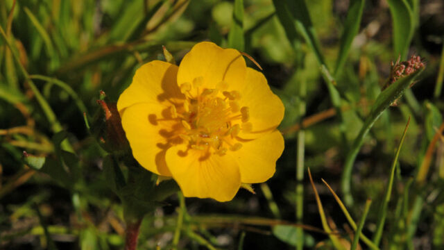 Potentilla glandulosa Sticky Cinquefoil, Potentilla glandulosa